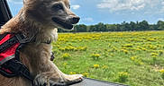 Scooter is registered to the contest to win money with this photo: dog, car, window, harness, field, grass, flowers, sky, clouds, sunlight, outdoor, pet, canine, nature, greenery, scenic, animal, daytime, travel, adventure