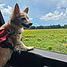 dog, car, window, harness, field, grass, flowers, sky, clouds, sunlight, outdoor, pet, canine, nature, greenery, scenic, animal, daytime, travel, adventure