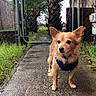 dog, small_dog, blue_harness, concrete_path, wet_ground, grass, fence, tree, building, outdoor, pet, animal, alert, standing, daylight, nature, leaves, walkway, canine, yard