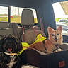 Scooter is registered to the contest to win money with this photo: dog, black_dog, tan_dog, dog_bed, vehicle_interior, car_seat, window, seatbelt, blanket, leash, pet, happy, smiling, road_trip, daylight, resting, furry, companion, domestic_animal, travel