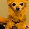 dog, small_dog, pet, ears, table, figurine, snacks, indoor, curious, golden_brown, collar, tag, animal, domestic_animal, toy, human_arm, background, wall, close_up, looking