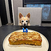 Scooter joined the competition — help win amazing prizes! dog, cake, birthday_candles, table, chair, plate, indoor, pet, celebration, food, waiting, cute, small_dog, brown_dog, furniture, window, curtain, wall, floor, light_switch