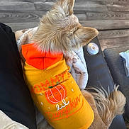 Scooter is registered to the contest to win money with this photo: dog, small_dog, puppy, pet, animal, clothing, orange_outfit, yellow_outfit, fashion, fluffy, long_hair, pointed_ears, tail, sitting, indoors, wood_floor, blanket, cozy, top_down_view, portrait