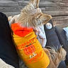 dog, small_dog, puppy, pet, animal, clothing, orange_outfit, yellow_outfit, fashion, fluffy, long_hair, pointed_ears, tail, sitting, indoors, wood_floor, blanket, cozy, top_down_view, portrait