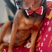Nox a rejoint le concours — aidez-le/la à gagner de superbes lots ! dog, bow_tie, christmas_blanket, santa, candy_cane, snowflake, indoor, pet, canine, holiday, red, brown, black, fur, animal, resting, portrait, decor, cozy, toy