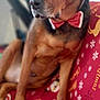 dog, bow_tie, christmas_blanket, santa, candy_cane, snowflake, indoor, pet, canine, holiday, red, brown, black, fur, animal, resting, portrait, decor, cozy, toy