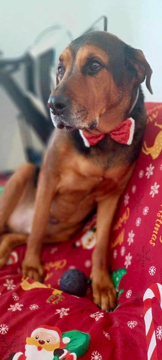 Nox a rejoint le concours — aidez-le/la à gagner de superbes lots ! dog, bow_tie, christmas_blanket, santa, candy_cane, snowflake, indoor, pet, canine, holiday, red, brown, black, fur, animal, resting, portrait, decor, cozy, toy