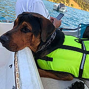 Nox participe au concours pour gagner de l'argent avec cette photo : animal, boat, calm, companionship, dog, hills, lake, leisure, life_jacket, nature, outdoor, person, pet, relaxation, resting, smartphone, summer, travel, vacation, water