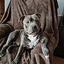 Usko participe au concours pour gagner de l'argent avec cette photo : animal, brown_blanket, canine, chair, comfort, dog, domestic_animal, ears, fur, home, indoor, looking_away, paw, pet, pitbull, relaxed, resting, seated, snout, white_chest