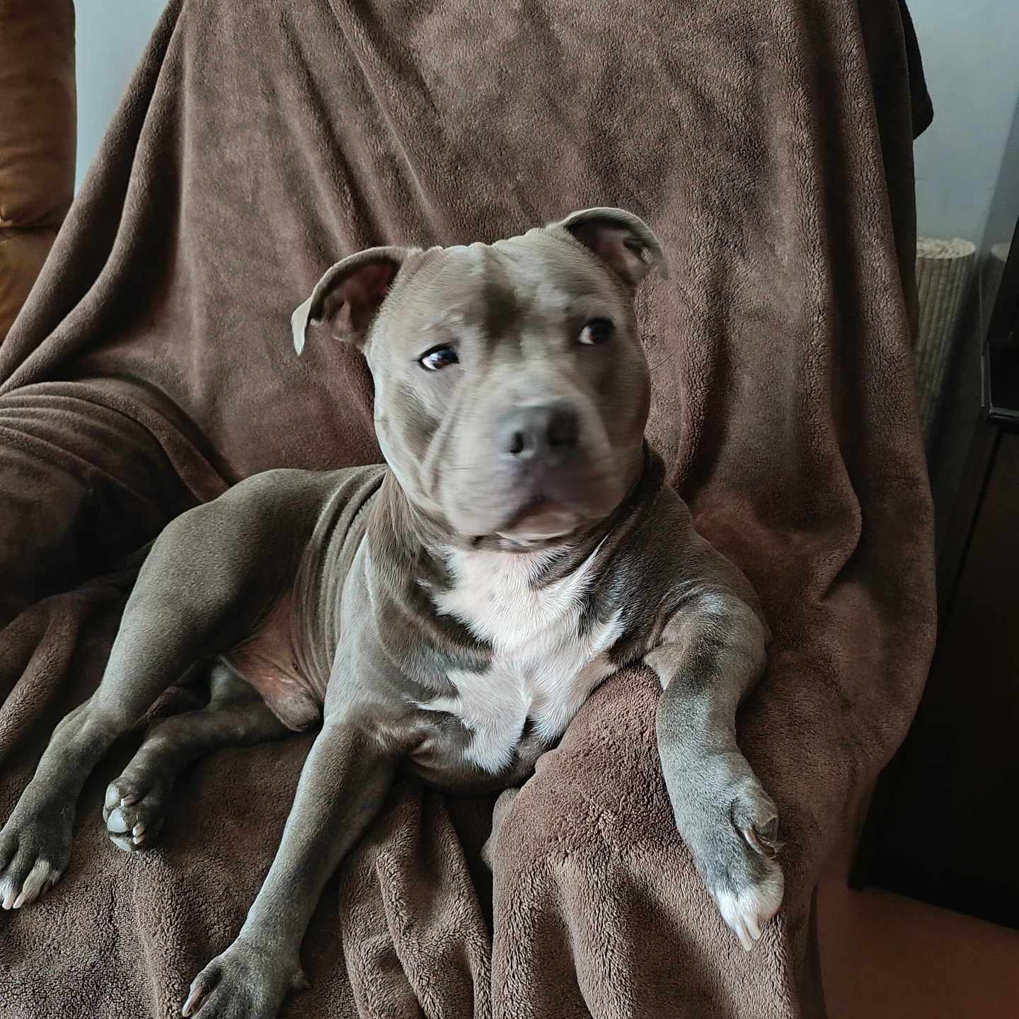 Usko participe au concours pour gagner de l'argent avec cette photo : animal, brown_blanket, canine, chair, comfort, dog, domestic_animal, ears, fur, home, indoor, looking_away, paw, pet, pitbull, relaxed, resting, seated, snout, white_chest