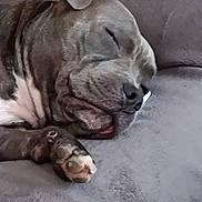 Usko participe au concours pour gagner de l'argent avec cette photo : animal, brown, canine, close_up, companion, cozy, cute, dog, fur, indoors, laying_down, paw, peaceful, pet, portrait, relaxed, resting, sleeping, snout, white