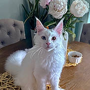 Stella joined the competition — help win amazing prizes! cat, white_cat, heterochromia, table, wooden_table, flowers, white_flowers, vase, plant, green_plant, indoor, furniture, placemat, pet, animal, sitting, fur, whiskers, curious, domestic_animal