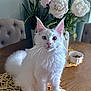 cat, white_cat, heterochromia, table, wooden_table, flowers, white_flowers, vase, plant, green_plant, indoor, furniture, placemat, pet, animal, sitting, fur, whiskers, curious, domestic_animal