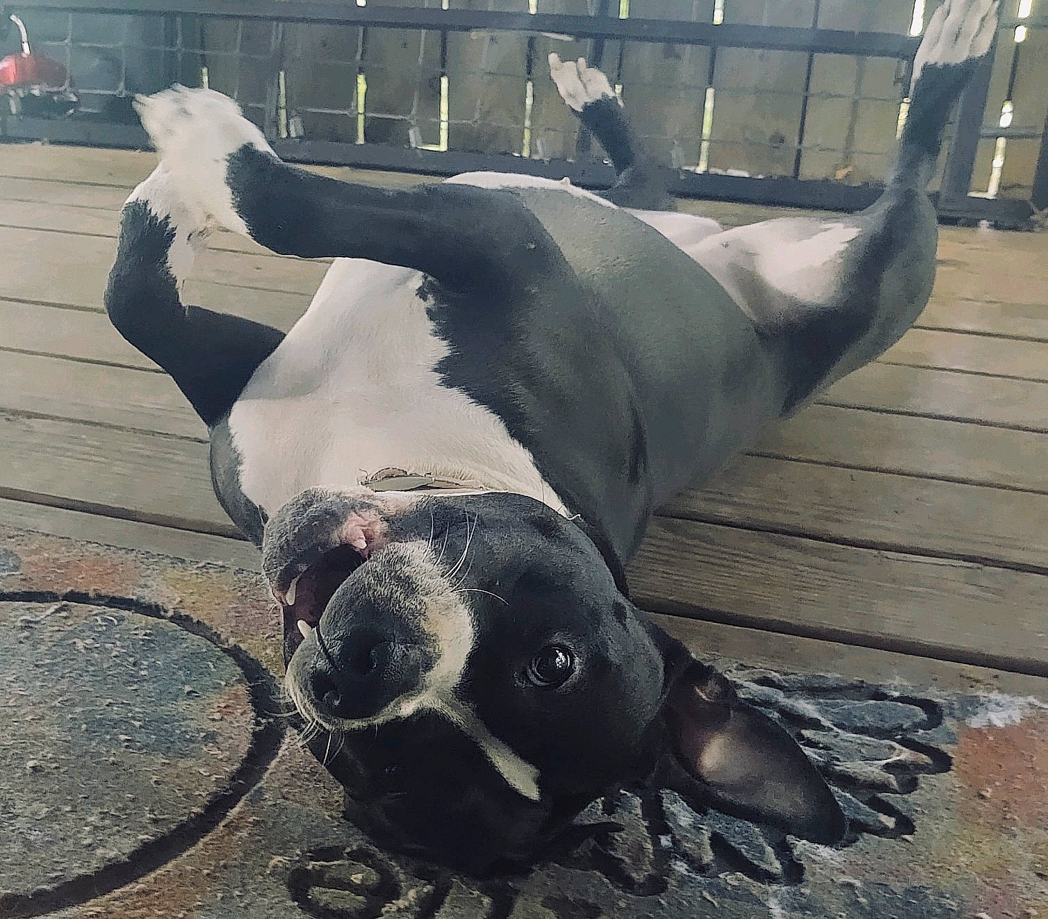 Justice joined the competition — help win amazing prizes! canidae, carnivore, companion_dog, dog, dog_breed, eyewear, fawn, foot, grey, marine_mammal, metal, monochrome_photography, road_surface, sitting, snout, sunglasses, tail, terrestrial_animal, whiskers, working_animal