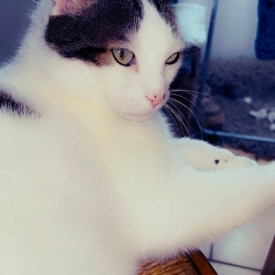 Lilou participe au concours pour gagner de l'argent avec cette photo : animal, background, black_fur, calm, cat, chair, close_up, domestic_animal, ears, feline, floor_tiles, indoor, pet, pink_nose, portrait, relaxed, side_view, whiskers, white_fur, woven_chair