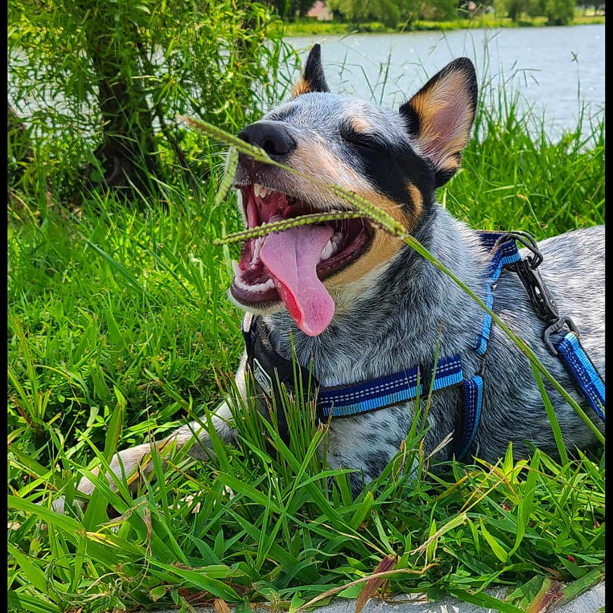 Kooper joined the competition — help win amazing prizes! accessories, animal, canine, dog, grass, herbal, herbs, hound, leash, nature, outdoors, park, pet, plant, puppy, strap, summer, tree, vegetation, water