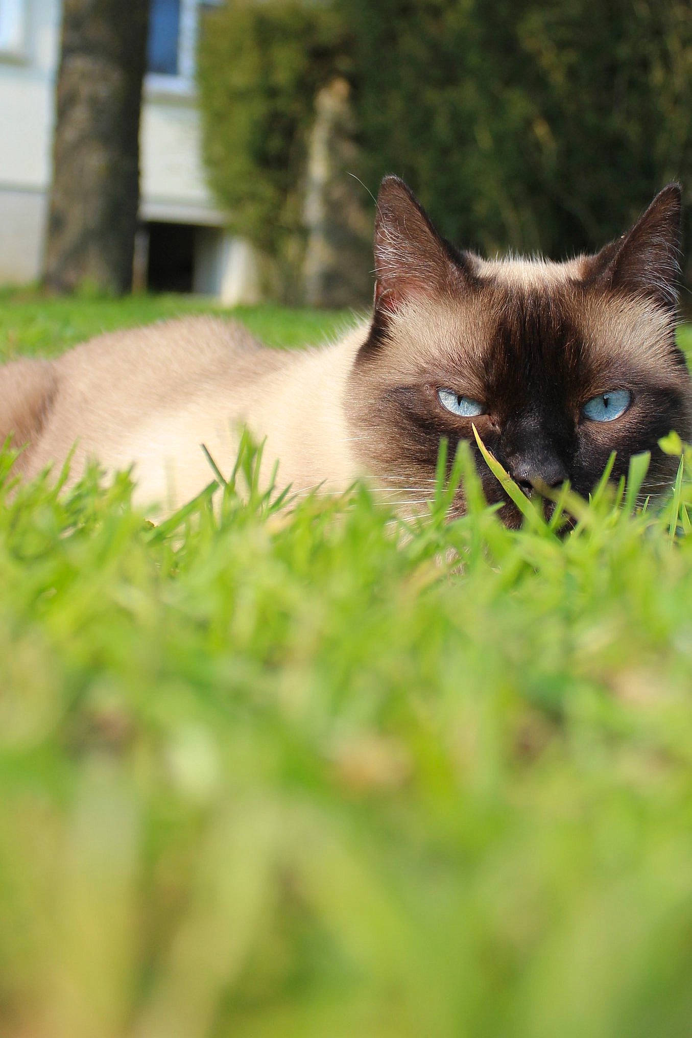 Azzaro participe au concours pour gagner de l'argent avec cette photo : balinese, burmese, carnivore, cat, eye, fawn, felidae, grass, kitten, mammal, plant, siamese, small_to_medium_sized_cats, snout, thai, tonkinese, tree, vertebrate, whiskers, wildlife