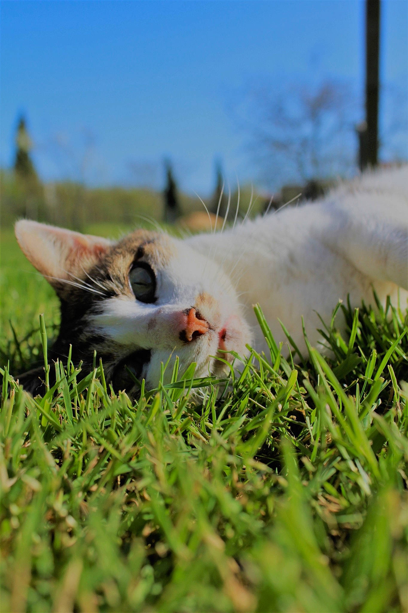 Isidor participe au concours pour gagner de l'argent avec cette photo : canidae, carnivore, cat, felidae, grass, grass_family, grassland, plant, small_to_medium_sized_cats, snout, whiskers, wildlife