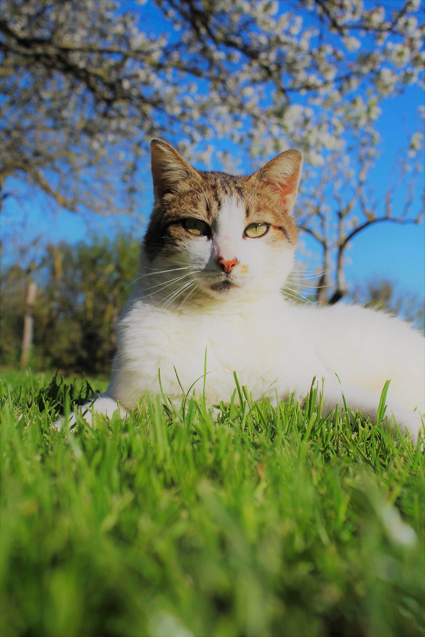 Isidor a rejoint le concours — aidez-le/la à gagner de superbes lots ! aegean_cat, american_wirehair, branch, carnivore, cat, domestic_short_haired_cat, european_shorthair, eye, felidae, fur, grass, kitten, plant, sky, small_to_medium_sized_cats, spring, sunlight, tree, whiskers, wildlife