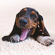 Jimmy joined the competition — help win amazing prizes! puppy, dog, animal, pet, cute, happy, tongue_out, ears, paws, close_up, lying_down, smiling, indoor, cozy, blanket, fur, young, playful, friendly, adorable