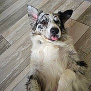 Voxie a rejoint le concours — aidez-le/la à gagner de superbes lots ! dog, playful, tongue_out, fluffy, lying_down, indoor, floor_tiles, pet, cute, animal, fur_pattern, brown_eyes, blue_eyes, ears_up, canine, friendly, domestic_animal, relaxed, close_up, paw