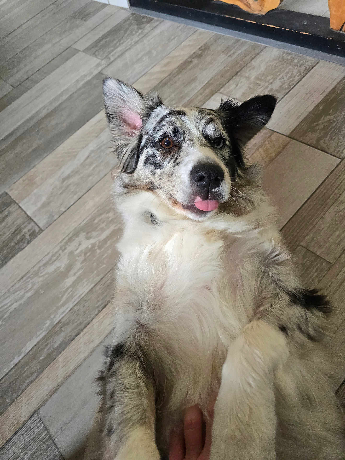 Voxie a rejoint le concours — aidez-le/la à gagner de superbes lots ! dog, playful, tongue_out, fluffy, lying_down, indoor, floor_tiles, pet, cute, animal, fur_pattern, brown_eyes, blue_eyes, ears_up, canine, friendly, domestic_animal, relaxed, close_up, paw