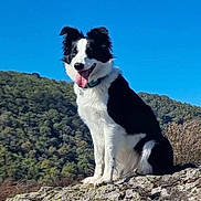 Perle a rejoint le concours — aidez-le/la à gagner de superbes lots ! dog, border_collie, black_and_white, outdoor, rock, mountain, nature, sunny, blue_sky, tongue_out, happy, pet, canine, animal, fur, collar, sitting, landscape, daytime, scenery