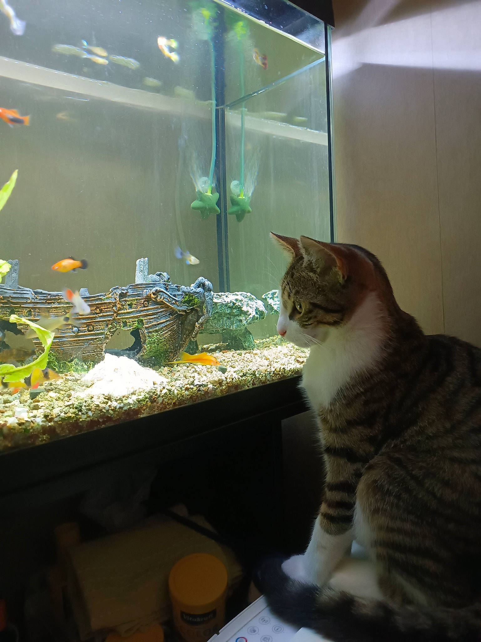 Chamalow a rejoint le concours — aidez-le/la à gagner de superbes lots ! aquarium, aquarium_lighting, aquatic_plant, carnivore, cat, fawn, felidae, fish, fish_supply, marine_biology, organism, pet_supply, plant, small_to_medium_sized_cats, tail, vertebrate, water, whiskers, window, wood