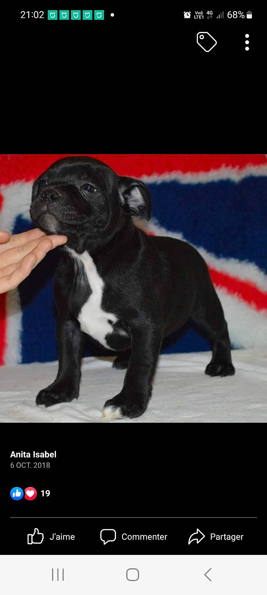 Igor participe au concours pour gagner de l'argent avec cette photo : bulldog, canidae, carnivore, companion_dog, dog, dog_breed, fawn, fur, molosser, non_sporting_group, photo_caption, pug, snout, sporting_group, tail, terrestrial_animal, toy_dog, whiskers, working_animal, wrinkle