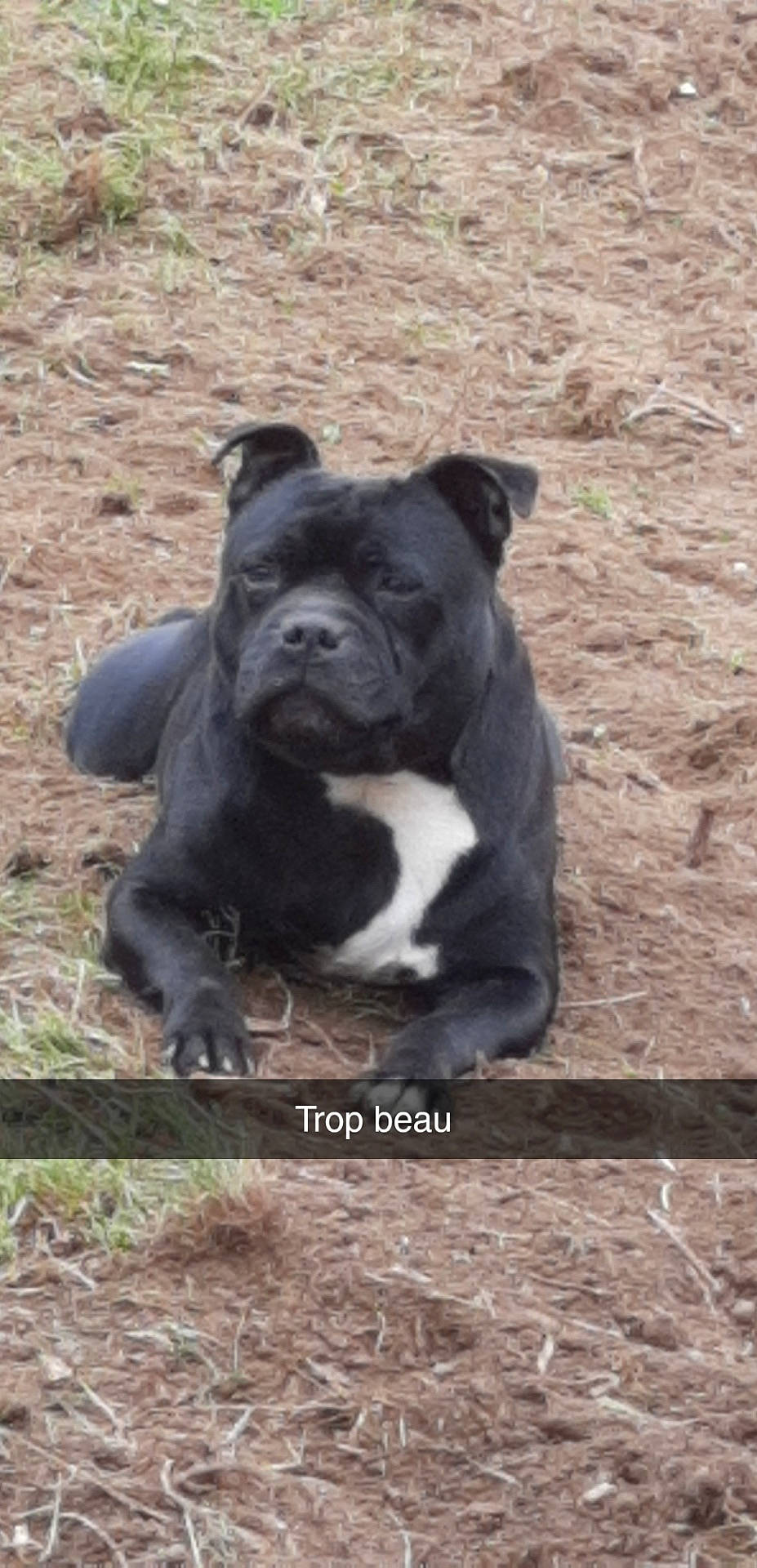 Igor a rejoint le concours — aidez-le/la à gagner de superbes lots ! ancient_dog_breeds, bulldog, canidae, carnivore, companion_dog, dog, dog_breed, fawn, grass, molosser, non_sporting_group, plant, soil, sporting_group, terrestrial_animal, toy_dog, whiskers, working_animal, working_dog, wrinkle