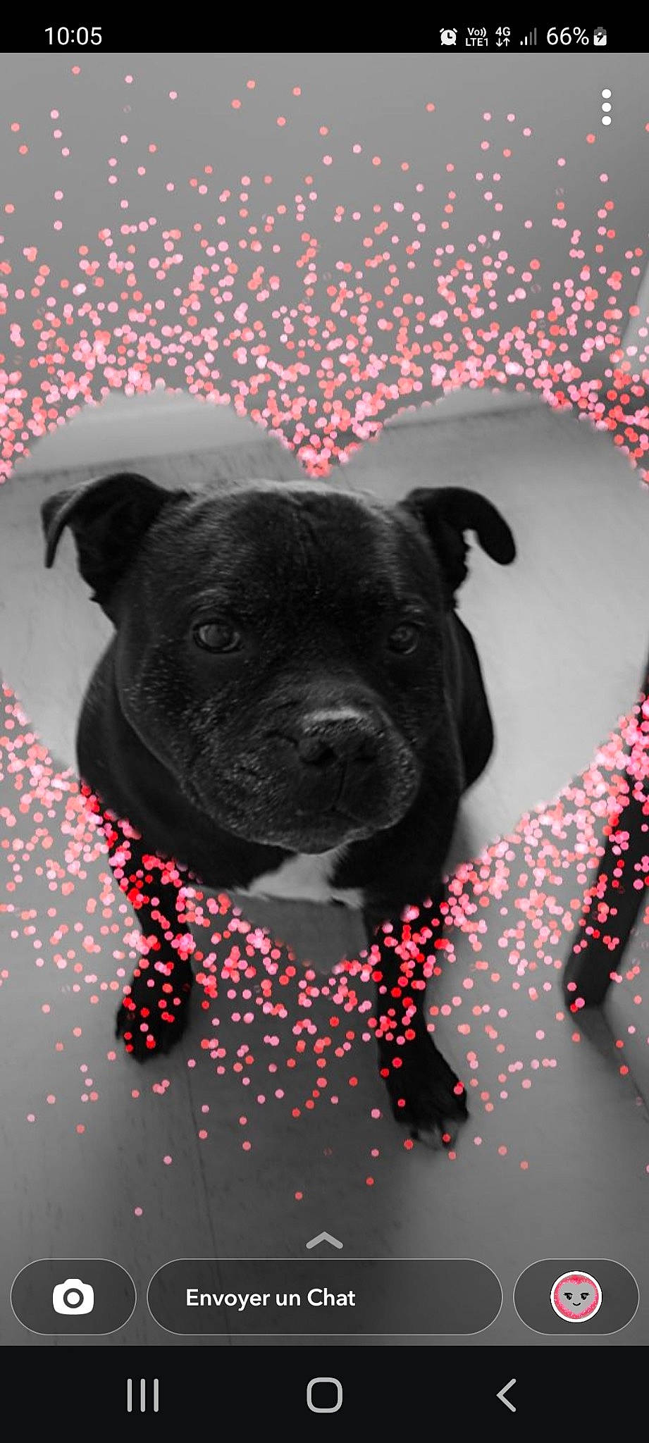 Igor participe au concours pour gagner de l'argent avec cette photo : canidae, carnivore, collar, companion_dog, dog, dog_breed, dog_collar, guard_dog, magenta, monochrome_photography, non_sporting_group, pattern, snout, sporting_group, still_life_photography, toy_dog, working_animal, working_dog