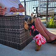 Josie joined the competition — help win amazing prizes! dog, small_dog, dress, pink, floral_pattern, man, white_tshirt, sunglasses, wicker_chair, outdoor, sunny, plate, food, concrete_floor, fence, rv, grass, legs, sandals, happy