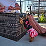 dog, small_dog, dress, pink, floral_pattern, man, white_tshirt, sunglasses, wicker_chair, outdoor, sunny, plate, food, concrete_floor, fence, rv, grass, legs, sandals, happy