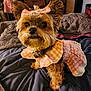 Josie is registered to the contest to win money with this photo: dog, small_dog, pet, animal, indoor, bed, blanket, dress, bow, pink, checkered, cute, fur, ears, portrait, cozy, looking, sitting, closeup, adorable