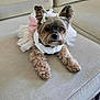 Josie is registered to the contest to win money with this photo: dog, small_dog, tutu, dress, white_dress, pink_bow, ear_bow, couch, beige_couch, furniture, indoor, pet, cute, fluffy, portrait, animal, relaxed, looking_at_camera, living_room, floor_rug