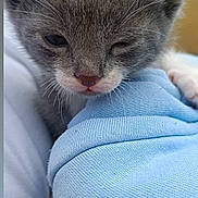 Pacha participe au concours pour gagner de l'argent avec cette photo : kitten, cat, sleepy, closeup, grey, white, whiskers, nose, fur, soft, blue_fabric, texture, cute, pet, animal, cozy, snuggle, paw, indoor, young
