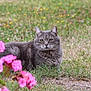 Grisou participe au concours pour gagner de l'argent avec cette photo : cat, grey_cat, tabby, animal, pet, outdoor, grass, flowers, pink_flowers, nature, wildlife, feline, mammal, closeup, greenery, field, relaxing, resting, whiskers, ears
