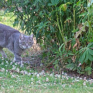 Grisou a rejoint le concours — aidez-le/la à gagner de superbes lots ! cat, gray_cat, animal, outdoor, grass, greenery, plants, flowers, nature, feline, pet, walking, curious, garden, small_flowers, leafy, mammal, wildlife, alert, cute