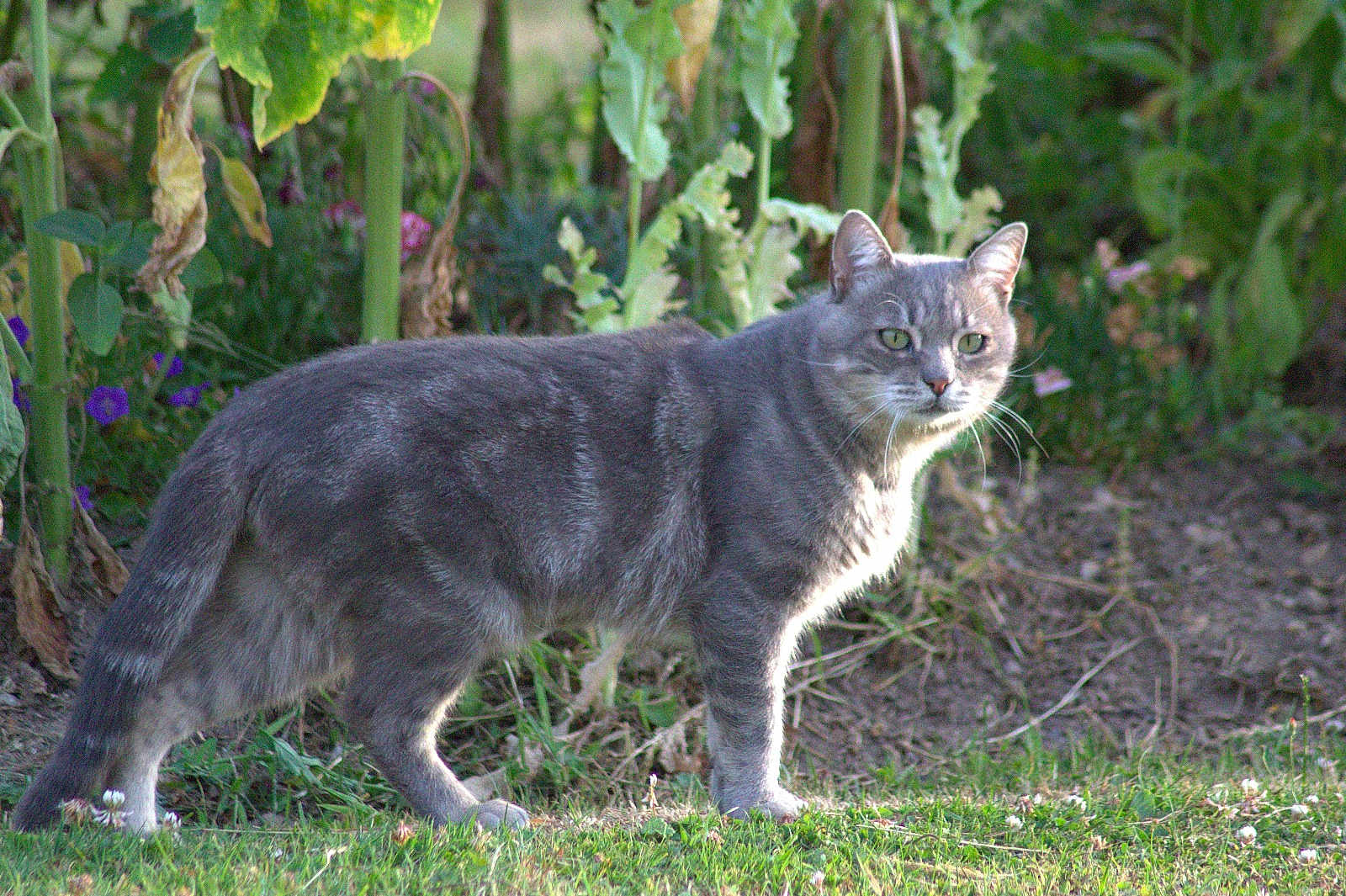 Grisou participe au concours pour gagner de l'argent avec cette photo : cat, grey_cat, tabby, outdoor, grass, plants, greenery, animal, pet, feline, nature, alert, standing, looking, whiskers, ears, tail, daylight, garden, curious