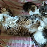 Bidouille a rejoint le concours — aidez-le/la à gagner de superbes lots ! cat, sleeping, fluffy, fur, pets, cozy, blanket, striped, resting, cute, animal, whiskers, paws, domestic_cat, two_animals, soft, relaxation, indoor, companions, napping