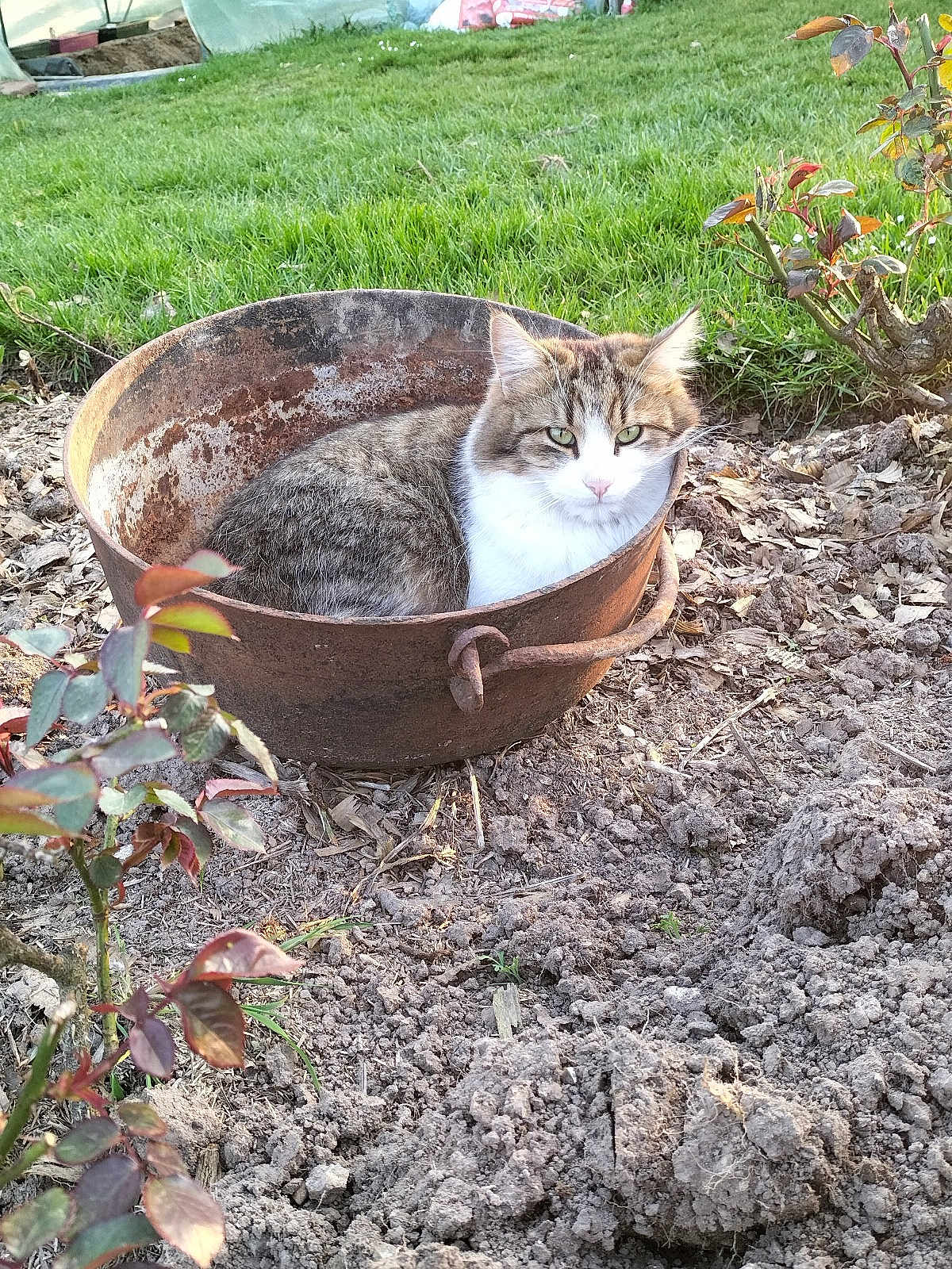Bidouille participe au concours pour gagner de l'argent avec cette photo : cat, animal, pet, bucket, rusty, garden, green_grass, soil, plant, nature, outdoor, curious, fluffy, feline, resting, brown, white, leaves, sunlight, closeup