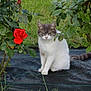 Pomponette participe au concours pour gagner de l'argent avec cette photo : cat, rose, flower, garden, greenery, plant, leaf, nature, outdoor, pet, animal, bush, grass, feline, white_cat, gray_cat, sitting, flora, stem, garden_mat