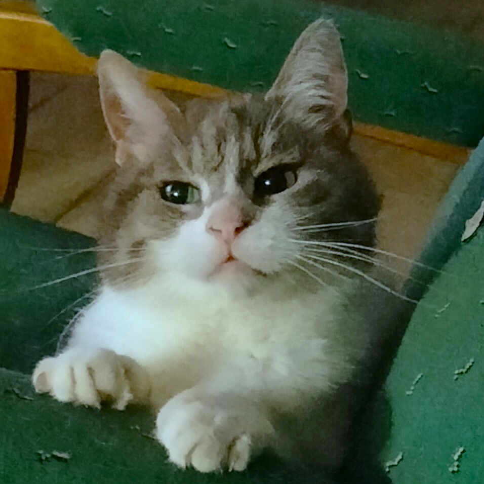 Pomponette participe au concours pour gagner de l'argent avec cette photo : alert, animal, cat, chair, claws, close_up, curious, cute, domestic_cat, feline, gray_fur, green_chair, indoor, paws, pet, resting, tabby, texture, whiskers, white_fur