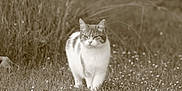 Pomponette participe au concours pour gagner de l'argent avec cette photo : cat, grass, flowers, outdoor, animal, nature, sepia, field, walking, tabby, white_fur, mammal, pet, feline, wildlife, flora, closeup, daylight, cute, focused