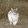 cat, grass, flowers, outdoor, animal, nature, sepia, field, walking, tabby, white_fur, mammal, pet, feline, wildlife, flora, closeup, daylight, cute, focused