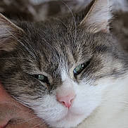 Pomponette participe au concours pour gagner de l'argent avec cette photo : cat, close_up, face, feline, whiskers, ears, nose, person, skin, sleepy, companion, cuddle, fur, domestic_animal, animal, pet, resting, cozy, indoor, affection