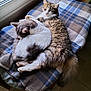 Pomponette a rejoint le concours — aidez-le/la à gagner de superbes lots ! cat, animal, pet, feline, sleeping, cozy, blanket, plaid, window, indoor, fur, resting, cute, whiskers, tail, two_animals, domestic, companion, relaxation, soft_light