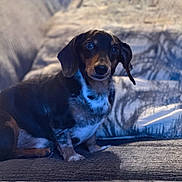 Scooter is registered to the contest to win money with this photo: animal, blanket, comfort, couch, cozy, cute, dachshund, dog, domestic, ears, expression, face, fur, home, indoor, looking, pet, portrait, sitting, snout