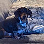 animal, blanket, comfort, couch, cozy, cute, dachshund, dog, domestic, ears, expression, face, fur, home, indoor, looking, pet, portrait, sitting, snout