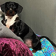 Harley is registered to the contest to win money with this photo: dog, dachshund, pet, indoor, blanket, cushion, purple, colorful, peace_sign, relaxed, curious, black_and_white, fur, animal, companion, cute, small_dog, snout, ears, tail